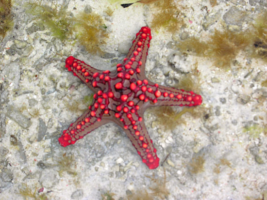estrella de mar. Una estrella de mar de la