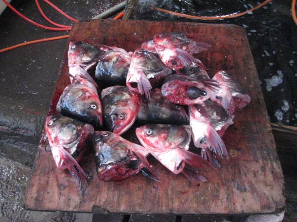mercado-yangshuo-pescado